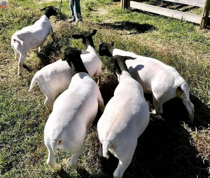 Sheep, Goats and lambs for sale