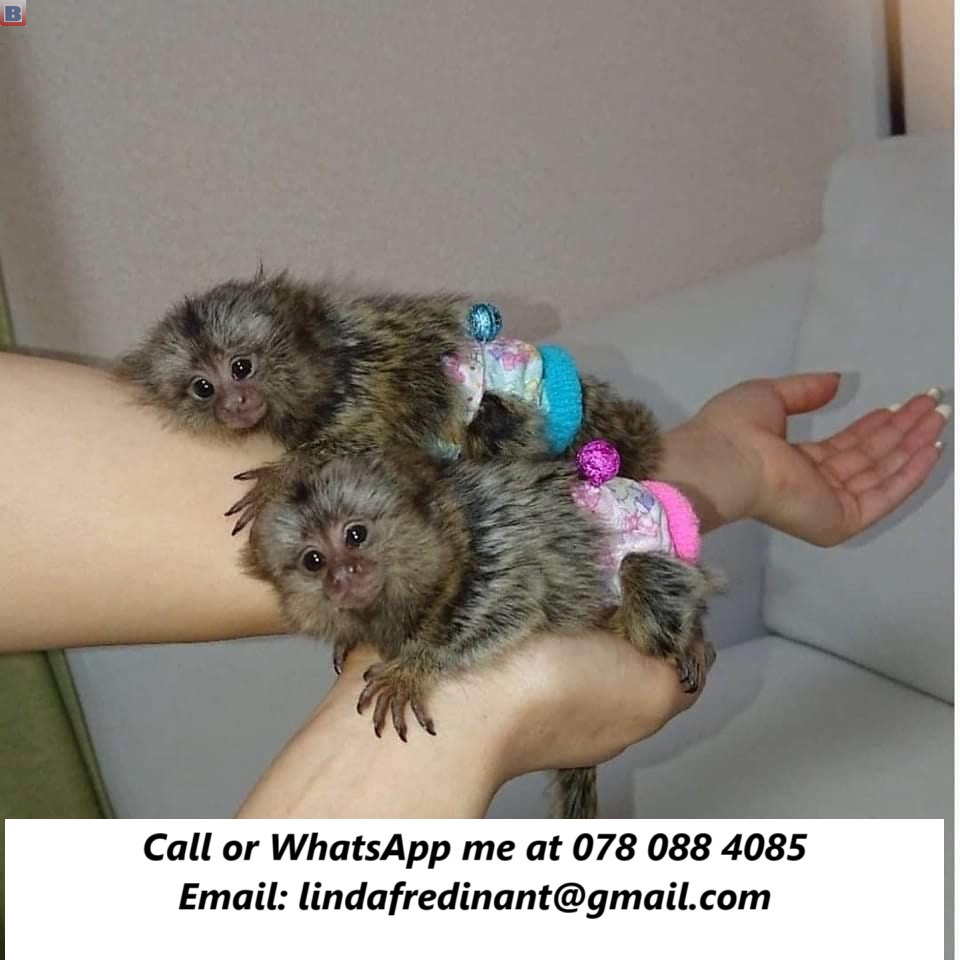 Top Quality Pygmy Marmoset Monkeys