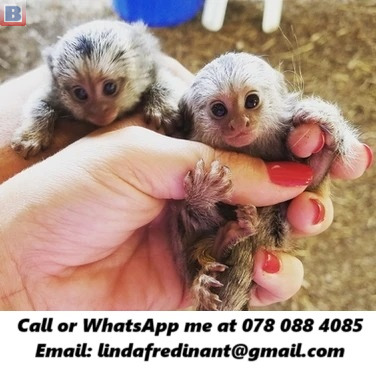 Loving Marmoset Monkey for sale