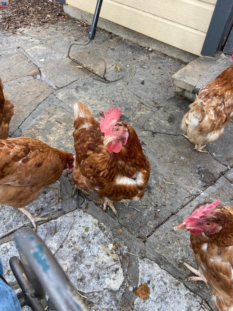 Hyling point of lay hens and cages